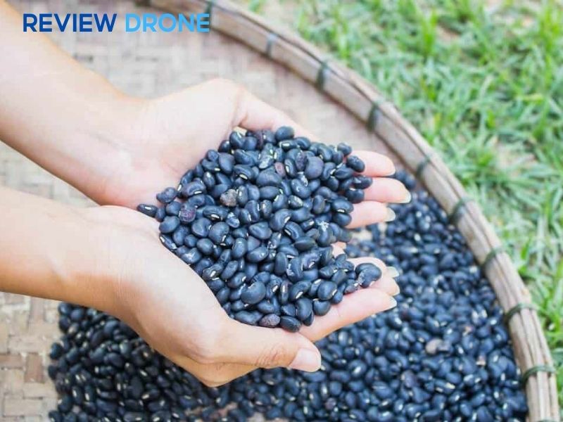 gieo hạt đậu đen gieo hạt đậu đen