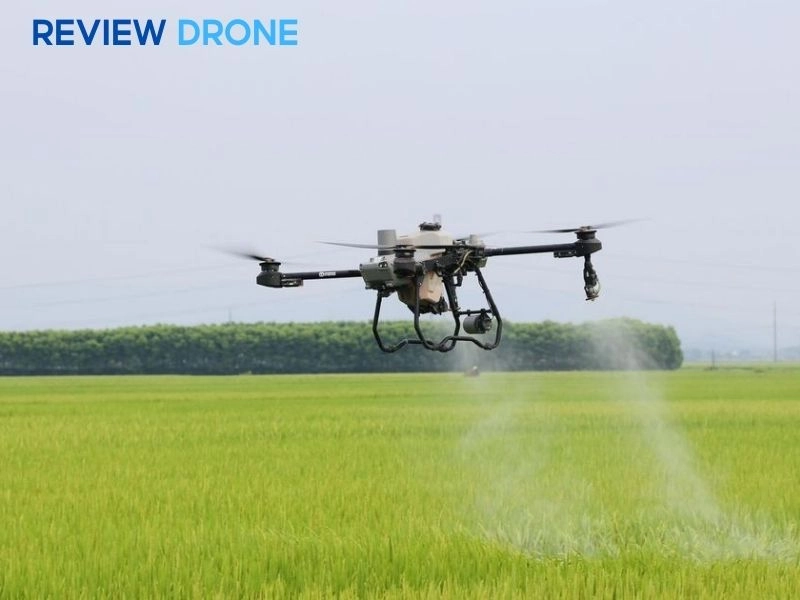 các giai đoạn phun thuốc cho lúa