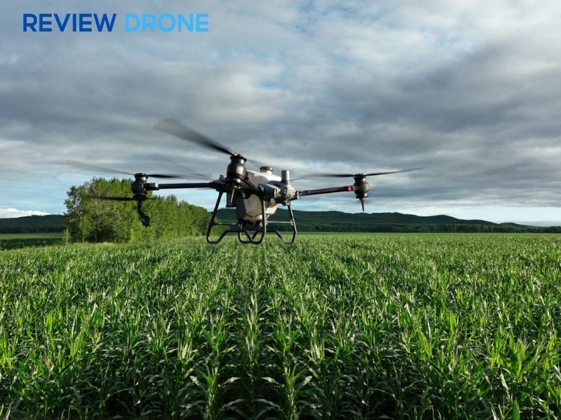 Ứng dụng máy bay nông nghiệp phun thuốc phòng kiến và cỏ dại mặt luống Ứng dụng máy bay nông nghiệp phun thuốc phòng kiến và cỏ dại mặt luống