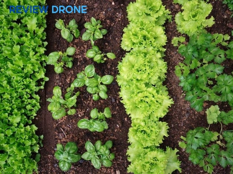 ​​​​​​​Mô hình luân canh, xen canh phức hợp