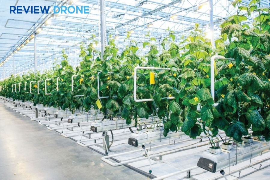 Nông nghiệp bền vững là gì? 5 Mô hình hiệu quả