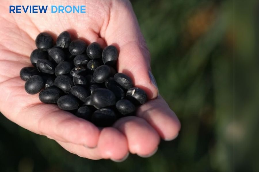 Gieo hạt đậu đen bằng máy bay nông nghiệp