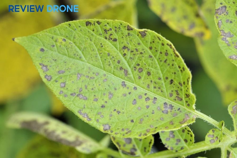 Tổng hợp các loại sâu bệnh hại cây trồng và cách xử lý