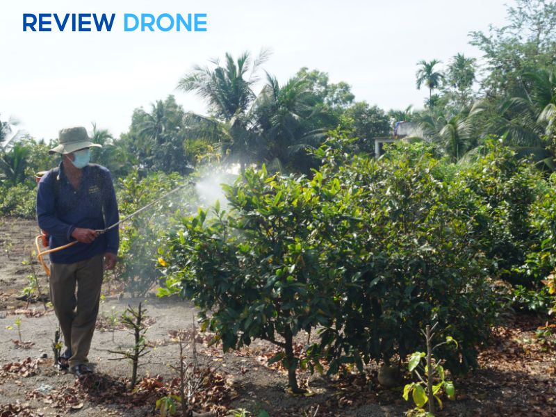 Những sai lầm thường gặp khi phun thuốc cho mai