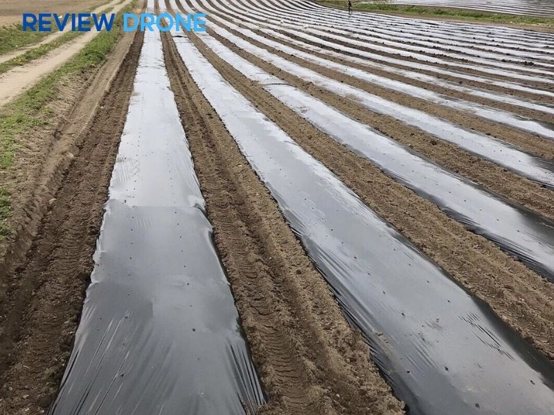 Các biện pháp bảo vệ ngay sau khi gieo