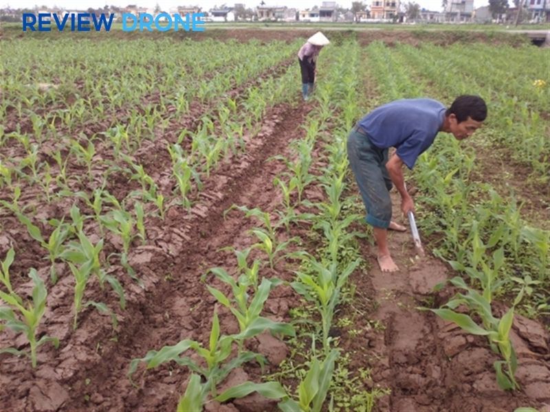 cách gieo hạt bắp cách gieo hạt bắp