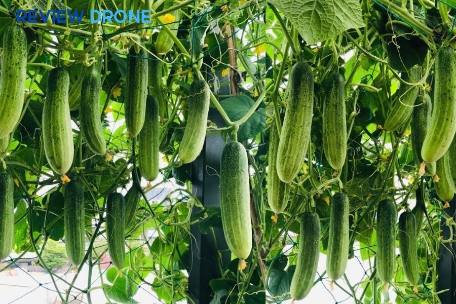 Cách Bón Phân Cho Dưa Leo: Quy Trình Chuẩn Giúp Sai Quả