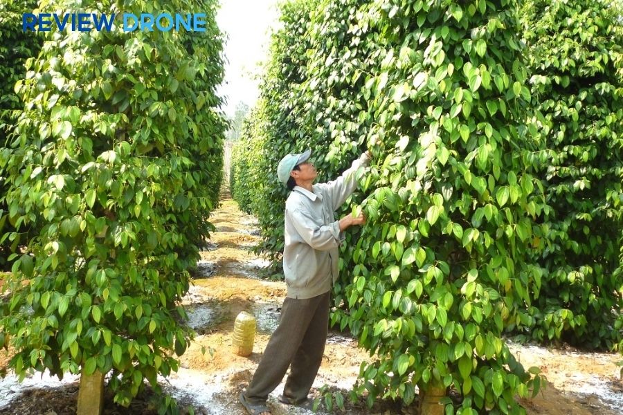 Kỹ Thuật Phun Thuốc Cây Tiêu: Lịch & Giải Pháp Mới