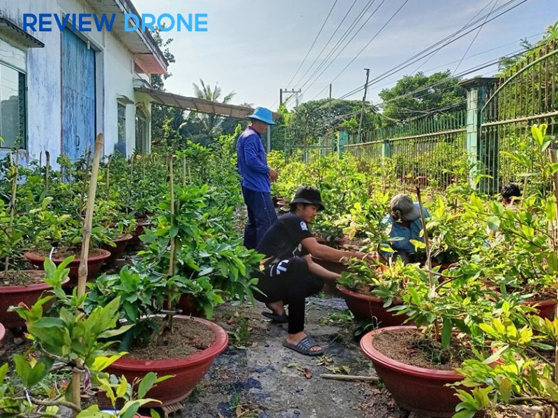 Chăm sóc và giải độc cho cây sau khi phun