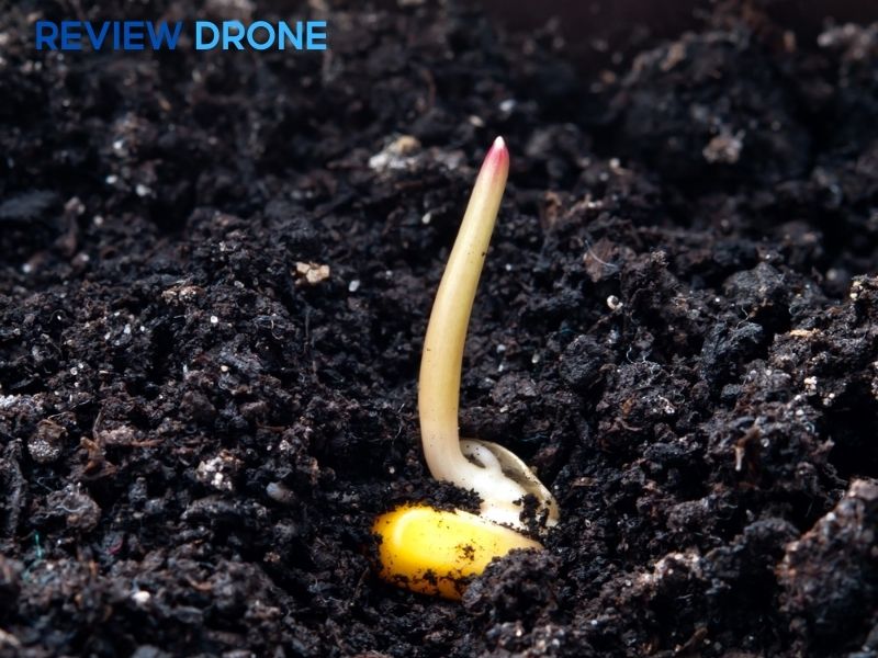 cách gieo hạt bắp cách gieo hạt bắp