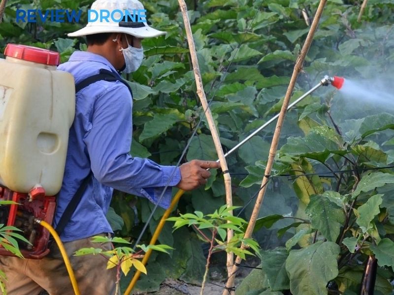 Thời điểm tốt để phun thuốc đạt hiệu quả cao nhất Thời điểm tốt để phun thuốc đạt hiệu quả cao nhất