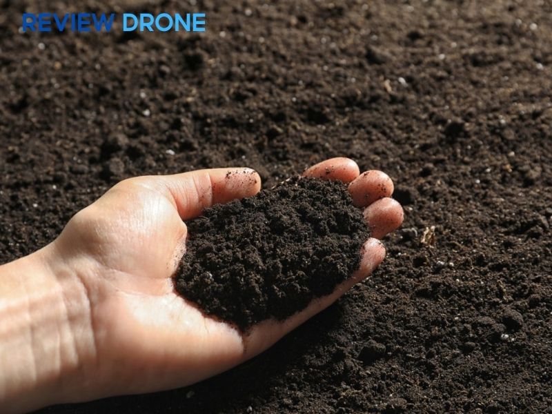 cách gieo hạt vừng