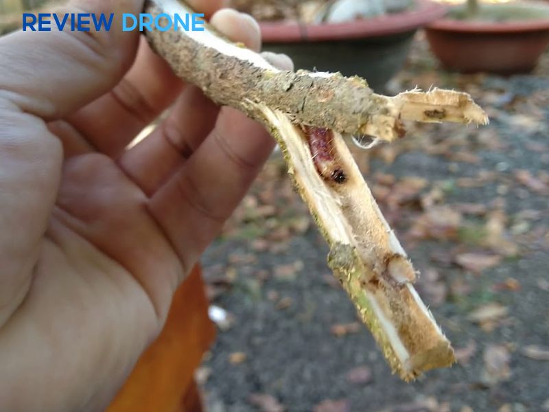 phun thuốc trừ sâu cho cây mai