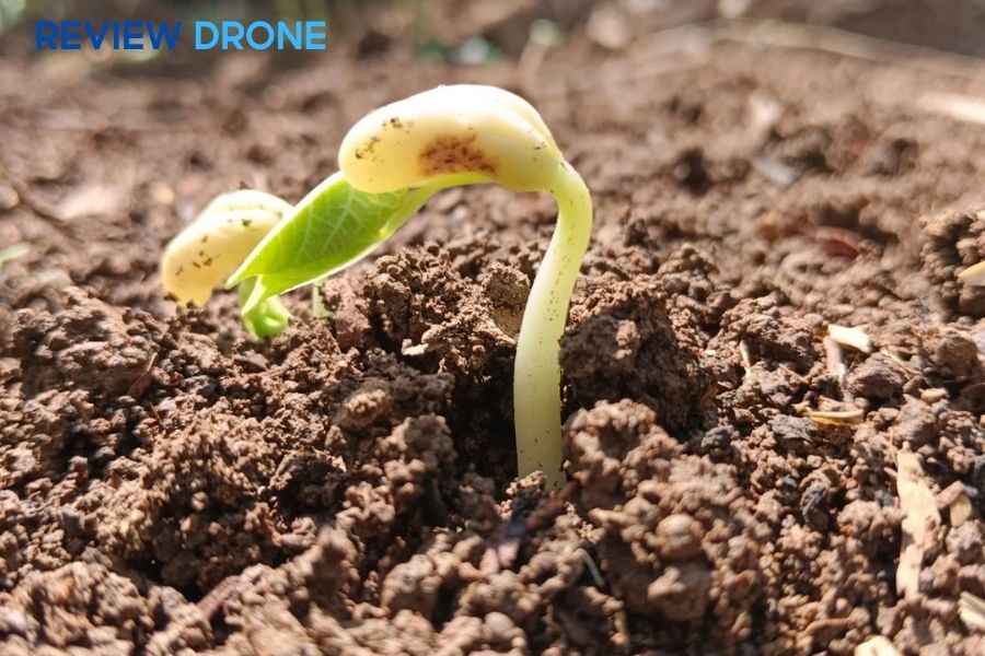 Cách Gieo Hạt Đậu Xanh Hiệu Quả Cho Cánh Đồng Lớn