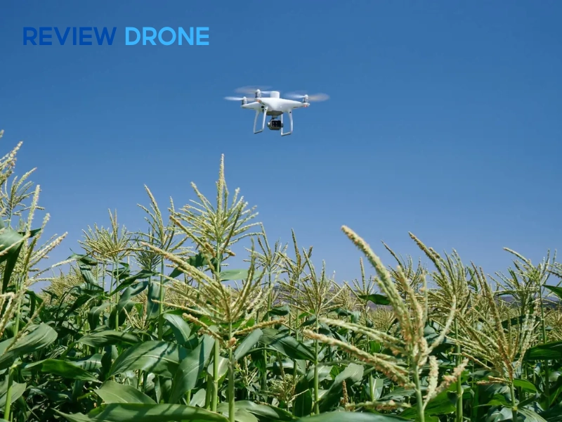Quy trình làm việc với Phantom 4 Multispectral