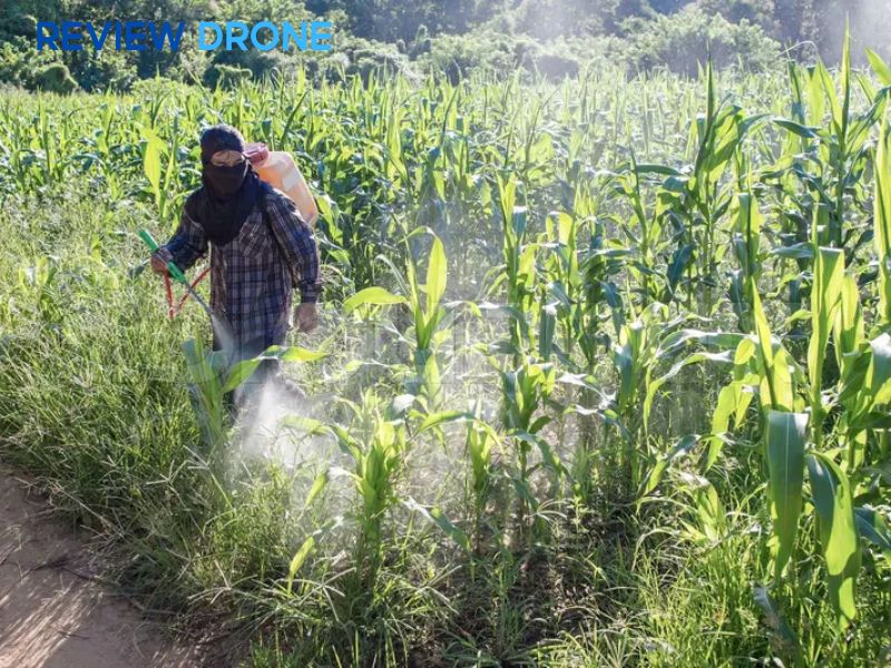 Quy trình phun thuốc trừ sâu cho ngô đúng kỹ thuật