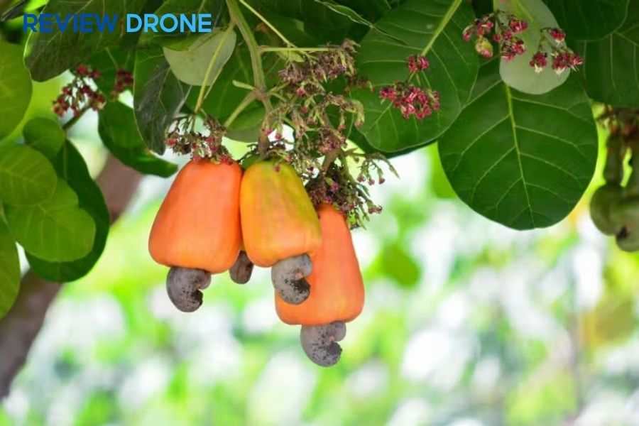 Kỹ Thuật Phun Thuốc Cây Điều Hiệu Quả & Đúng Cách