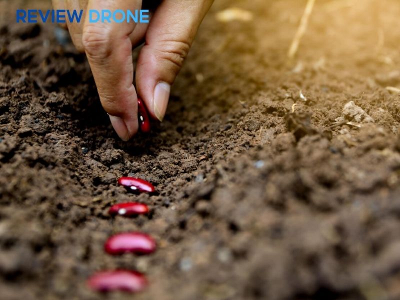 Cách gieo hạt đậu đỏ trực tiếp vào đất Cách gieo hạt đậu đỏ trực tiếp vào đất