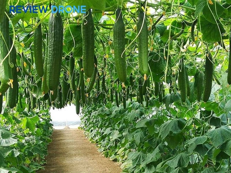 Các lưu ý quan trọng để tránh thất thoát phân bón Các lưu ý quan trọng để tránh thất thoát phân bón