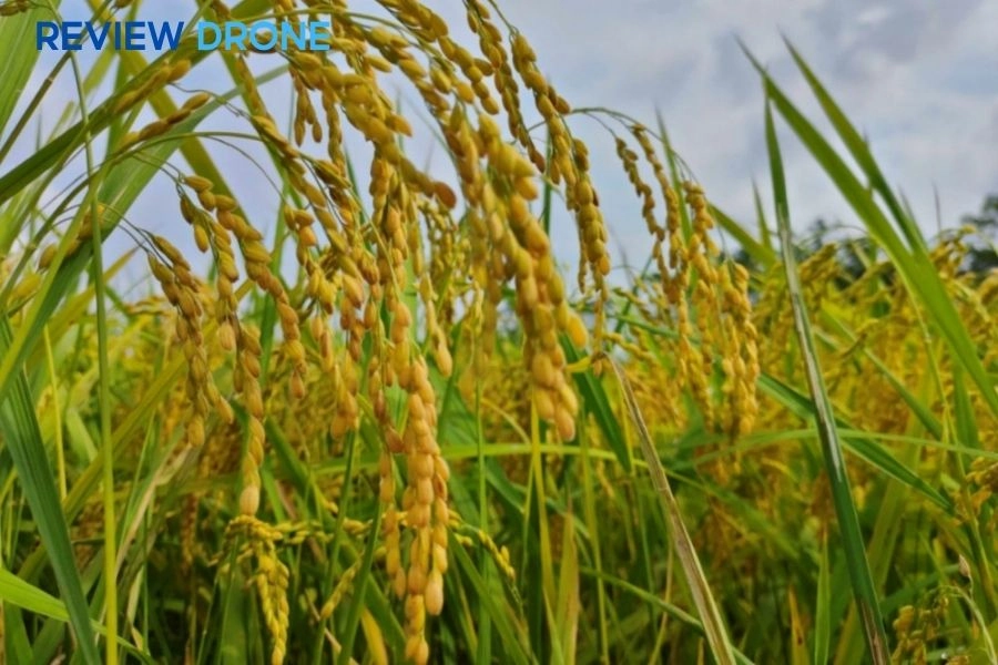 Kỹ thuật chăm sóc lúa J02: Quy trình thâm canh năng suất cao