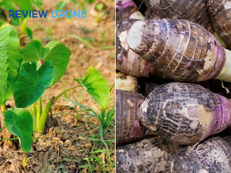 Phun thuốc khoai môn bằng máy bay: Bám tốt, sạch bệnh