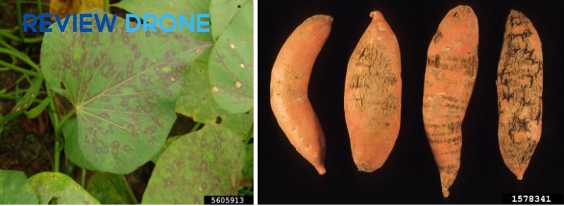 Bệnh khảm lá khoai lang