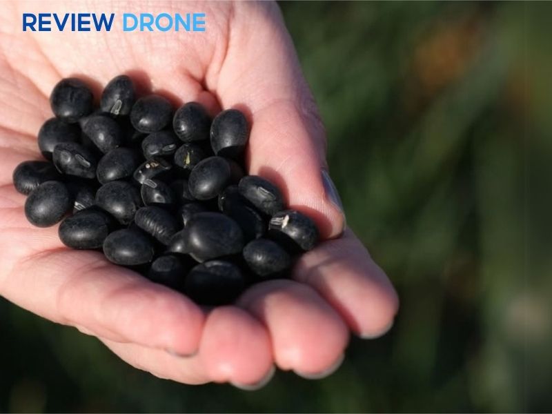 gieo hạt đậu đen gieo hạt đậu đen