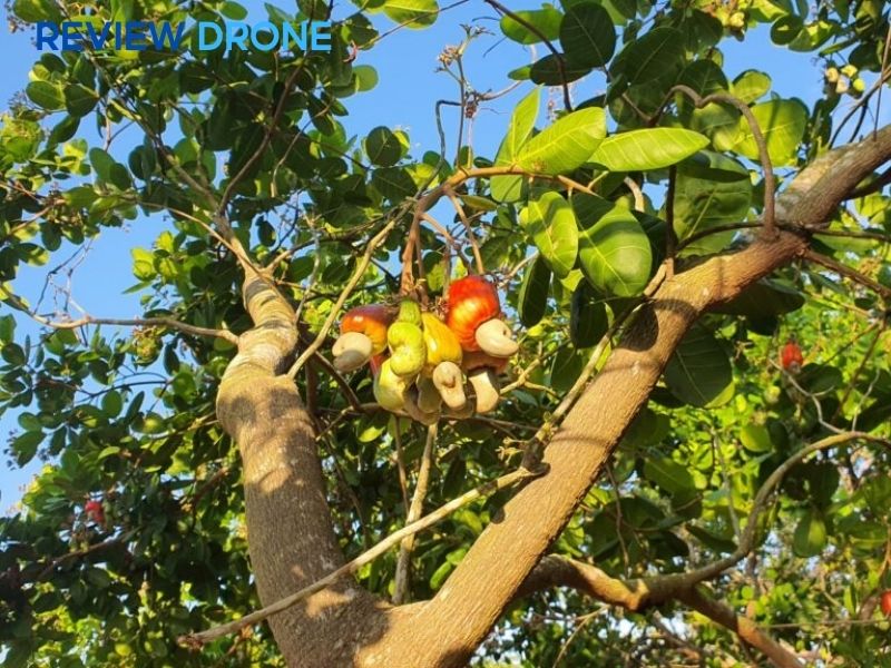 phun thuốc cho cây điều phun thuốc cho cây điều