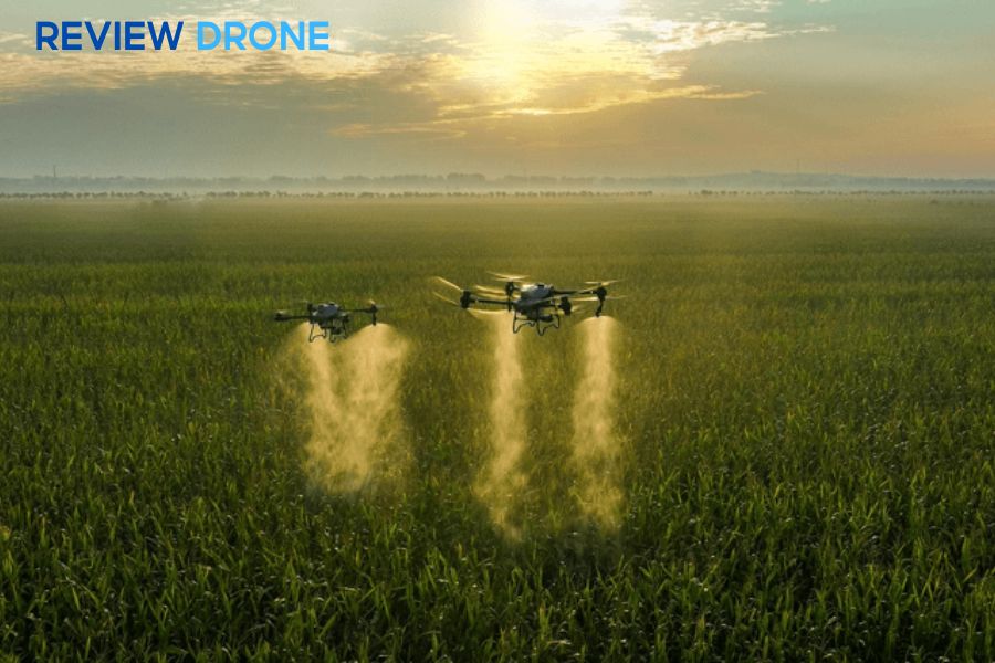 Kỹ thuật phun thuốc trừ sâu cho ngô sạch sâu, hiệu quả