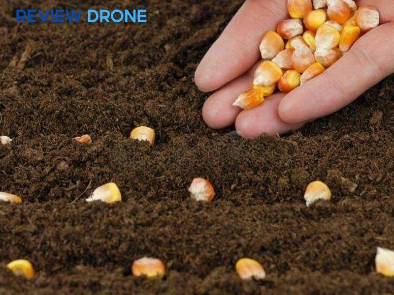 cách gieo hạt bắp cách gieo hạt bắp