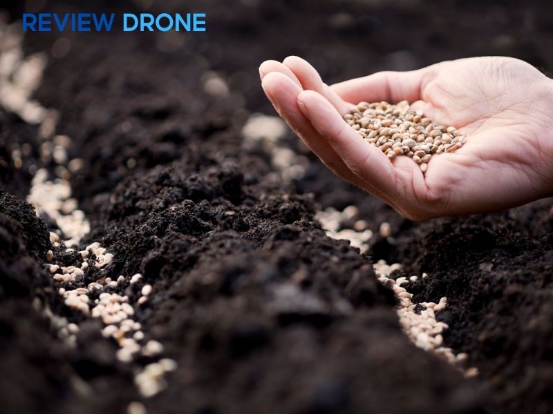 cách gieo hạt lúa mì cách gieo hạt lúa mì