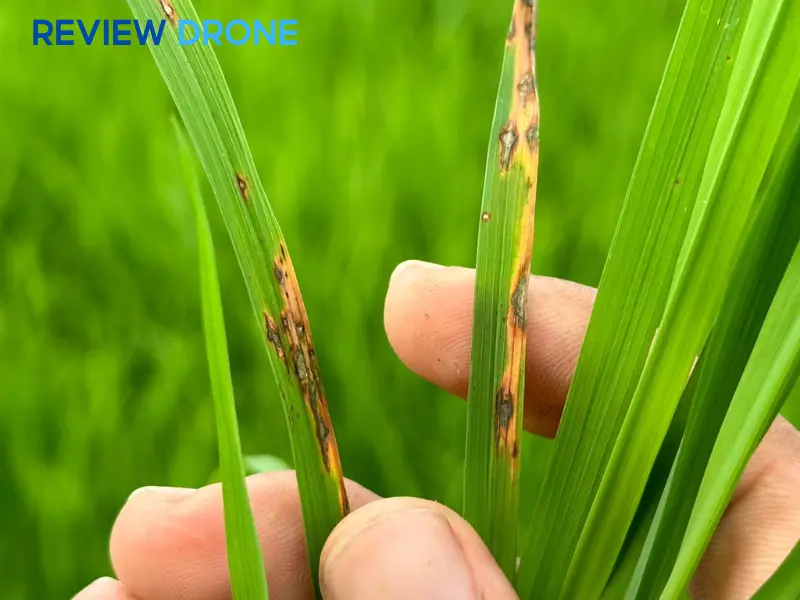 Phòng trừ sâu bệnh hại đặc thù trên lúa J02