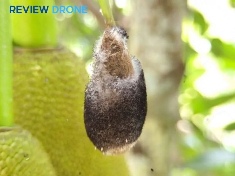 Bệnh thối nhũn và thối trái non