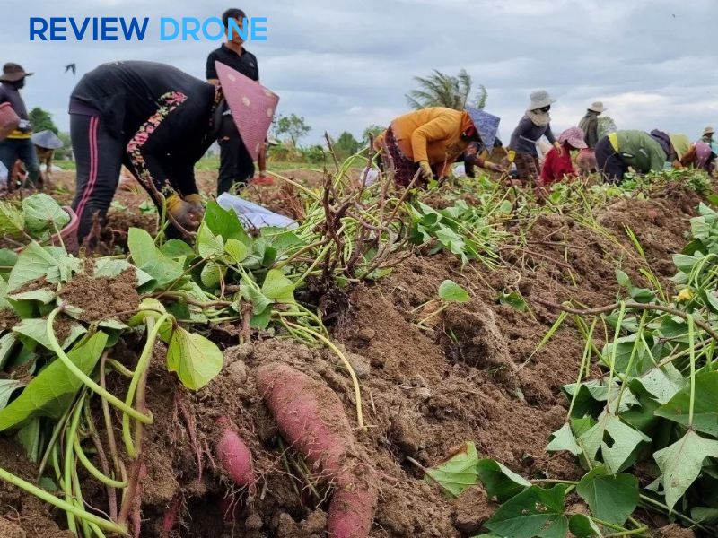 ​​​​​​​Bệnh đốm lá, cháy lá