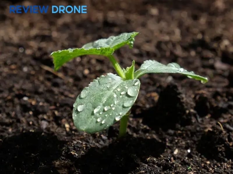 bón phân cho dưa leo bón phân cho dưa leo