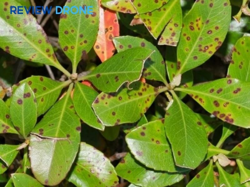 Bệnh thán thư (Cháy lá chết ngọn)