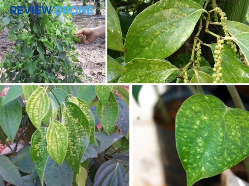 phun thuốc cho cây tiêu