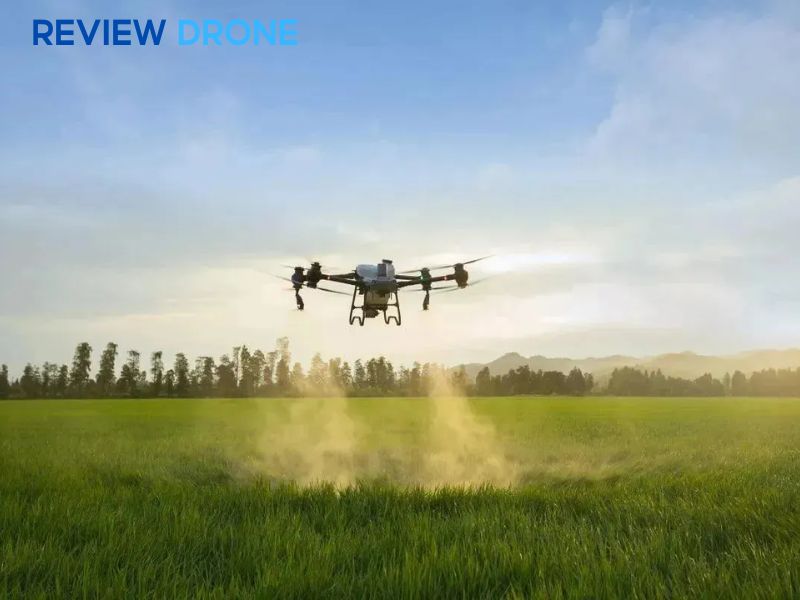 Kinh nghiệm hạn chế rủi ro khi phun thuốc diệt cỏ gặp mưa