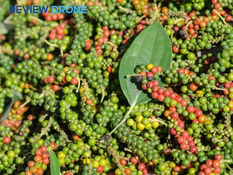 Giải pháp sinh học thay thế thuốc hóa học