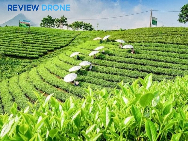 Các lỗi thường gặp khi phun thuốc cho cây chè