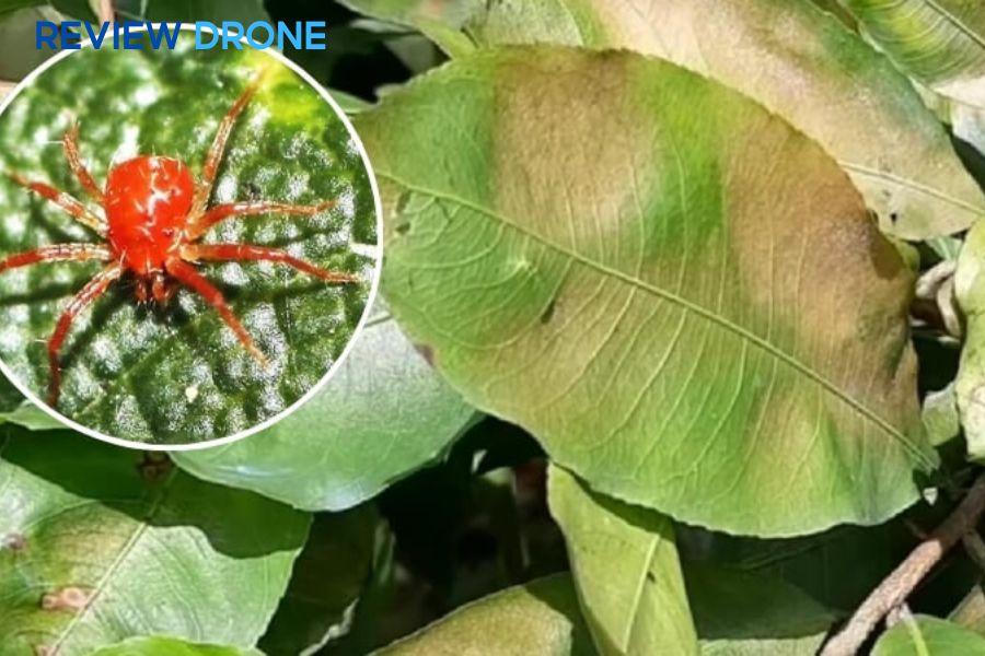 Cách phun thuốc trừ sâu cho cây mai đúng kỹ thuật