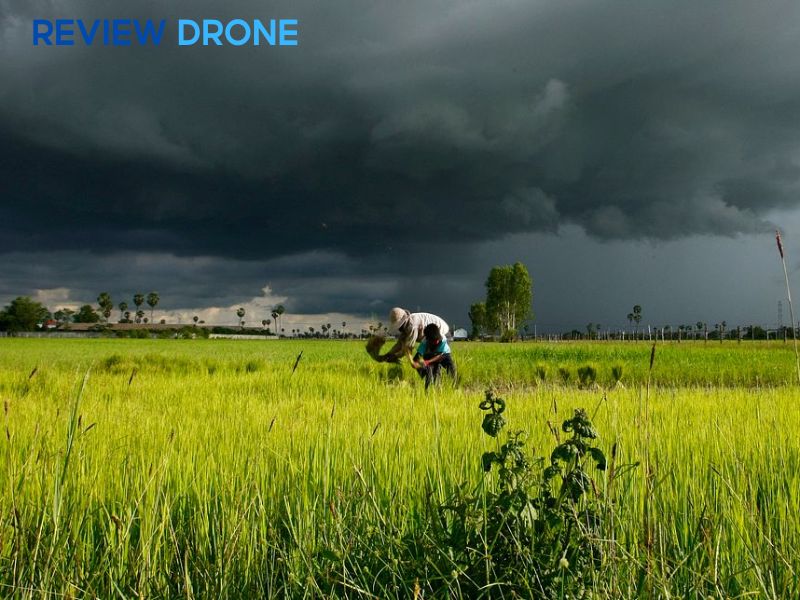 phun thuốc diệt cỏ gặp mưa