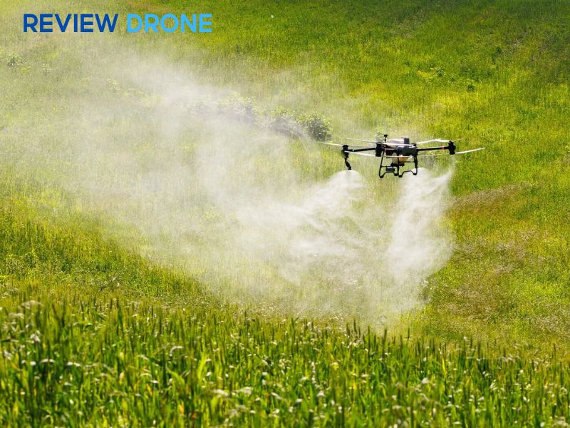 Những giai đoạn "CẤM KỴ" không được phun thuốc