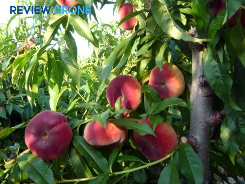 máy bay phun thuốc cây đào  máy bay phun thuốc cây đào