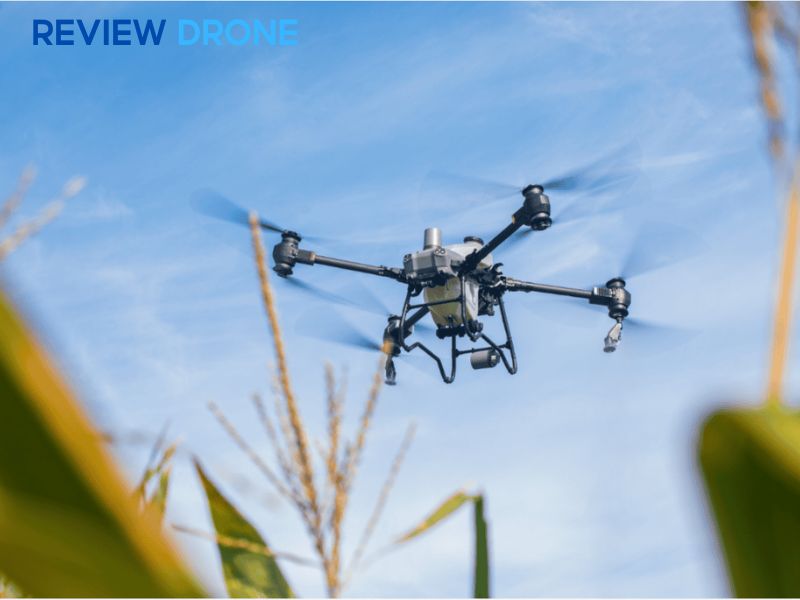 Nguyên tắc "4 Đúng" trong bảo vệ thực vật cần tuân thủ