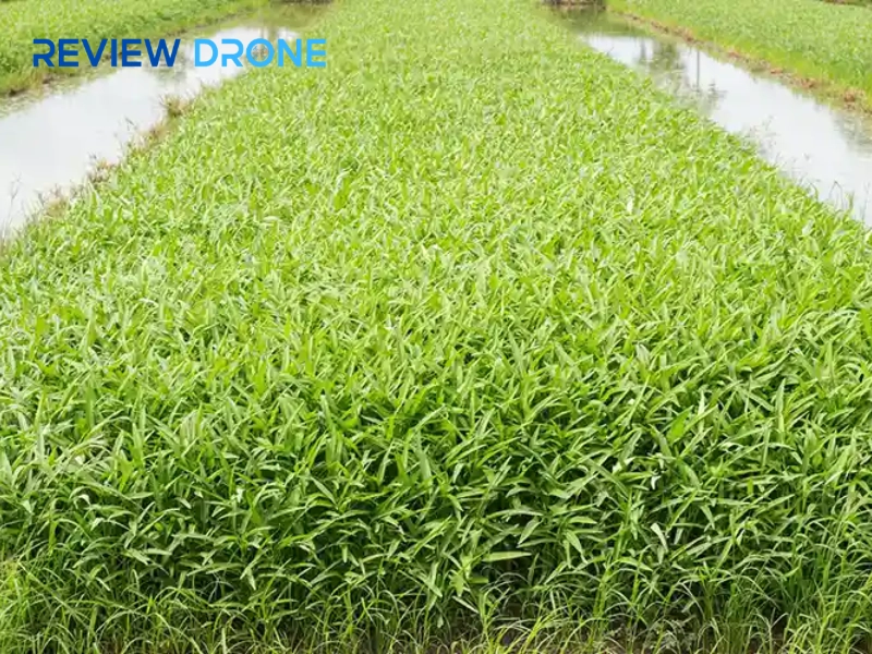 Phun thuốc trừ sâu rau muống: Bí kíp sạch bệnh nhàn tênh