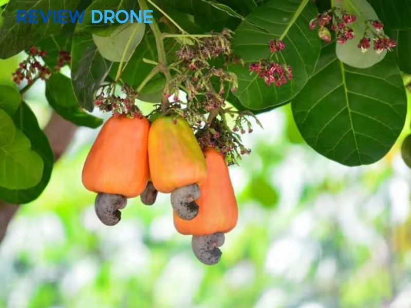 Những sai lầm thường gặp khi phun thuốc cho điều Những sai lầm thường gặp khi phun thuốc cho điều