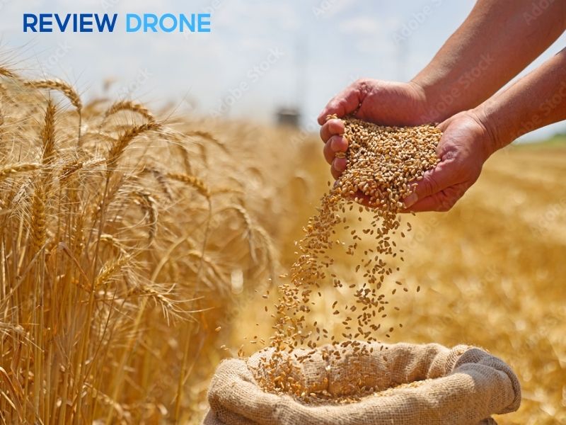 cách gieo hạt lúa mì cách gieo hạt lúa mì