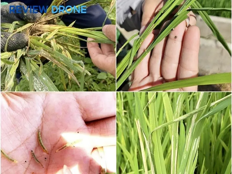 Phòng trừ sâu bệnh hại chính trên lúa OM 5451 Phòng trừ sâu bệnh hại chính trên lúa OM 5451