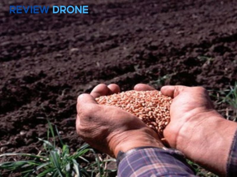 cách gieo mầm lúa mạch